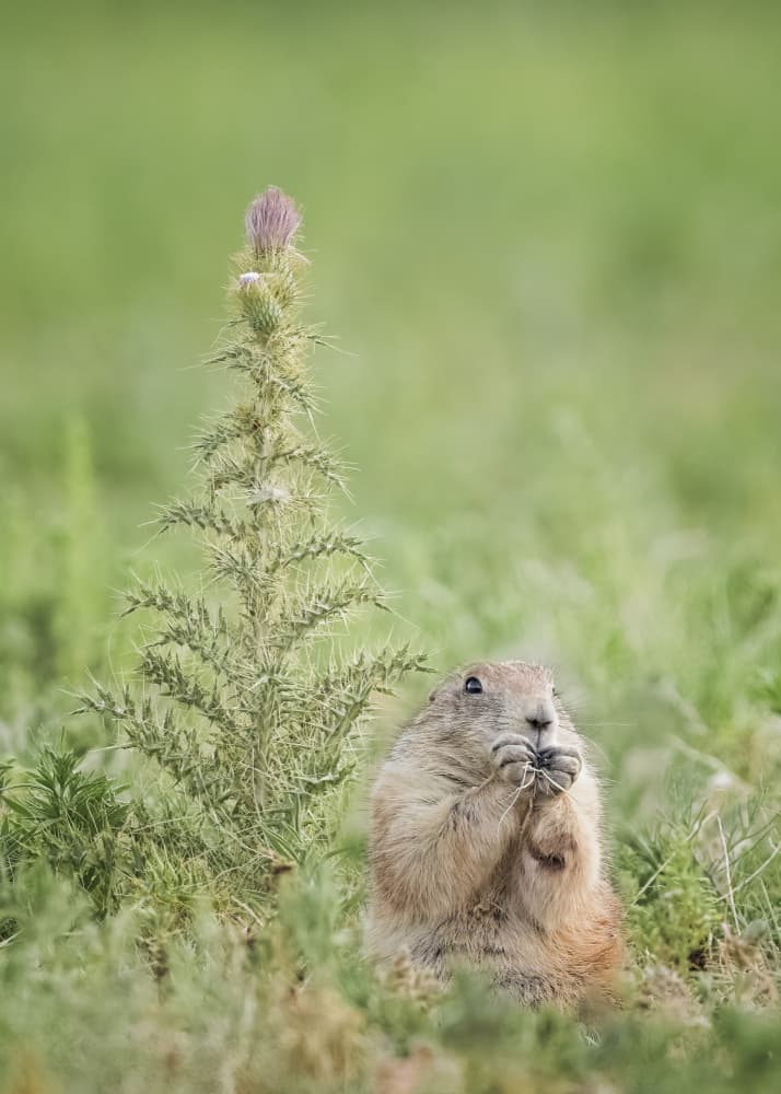 Prairie Dog Feeding by Ming Chen — canvas wall art