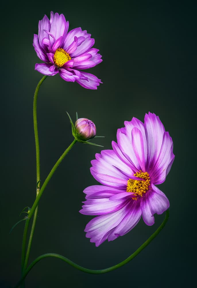 Purple Cosmos Blooms by Ben.C.L — canvas wall art
