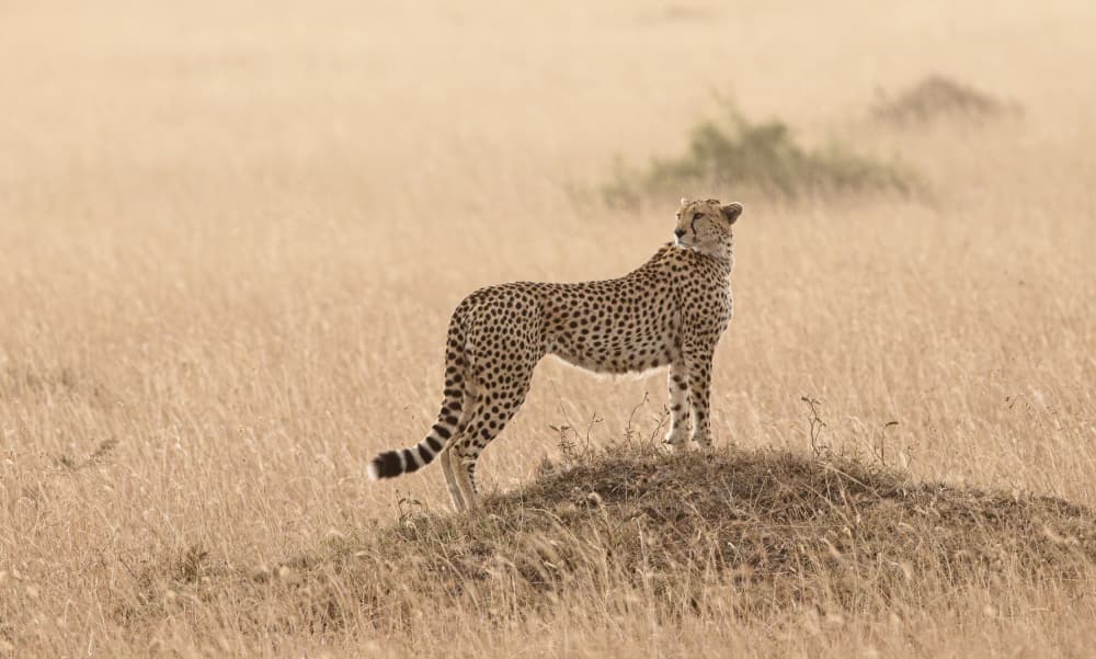Wild Savanna Cheetah by Johnson Huang — canvas wall art
