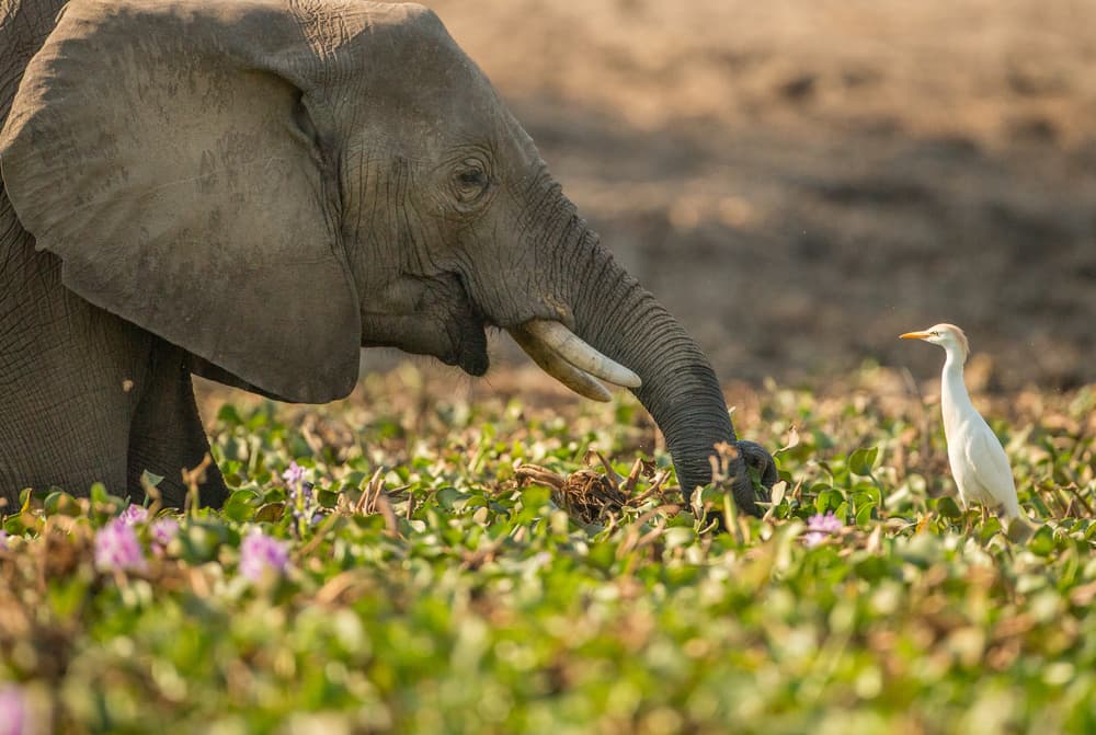 Elephant and Cattle Egret by Jaco Marx — canvas wall art