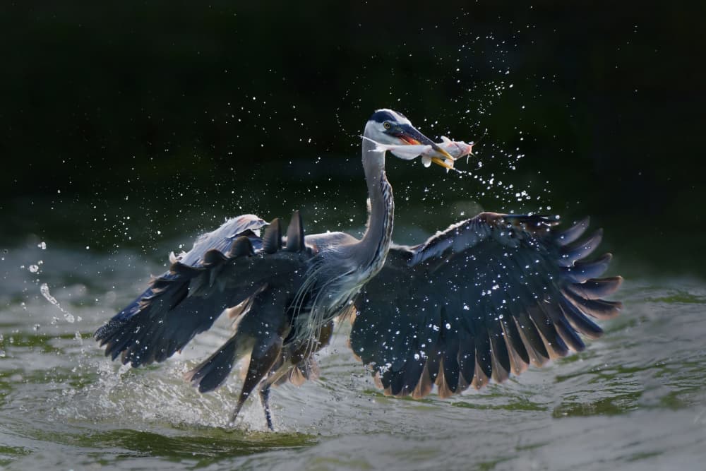 Heron's Dynamic Catch by Qing Zhao — canvas wall art