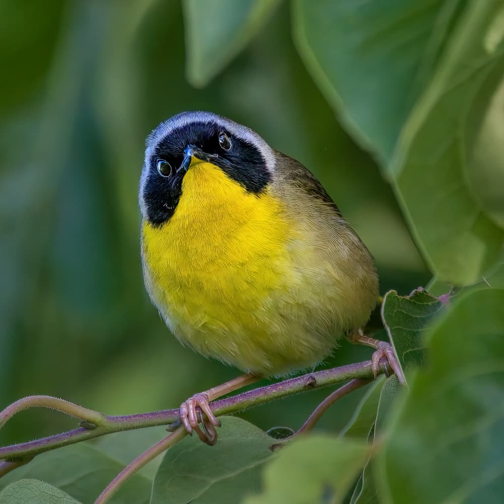 Curious Common Yellowthroat by Jacob (Jian) Xu — canvas wall art