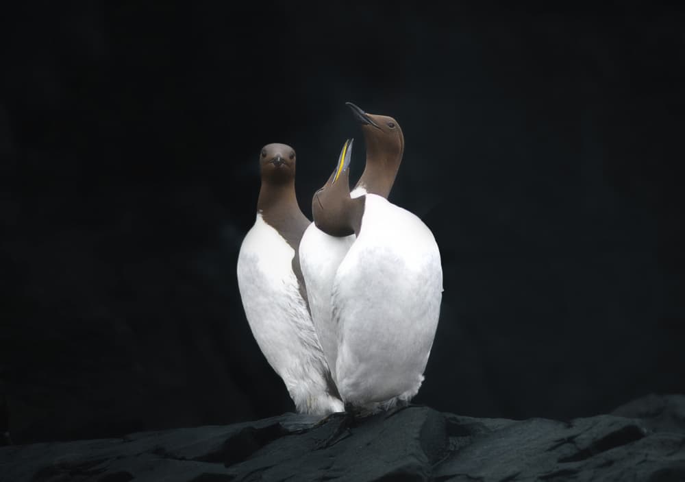 Murre Pair Gaze by Erik Engström — canvas wall art