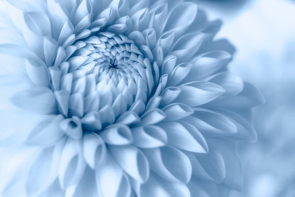 Serene Blue Dahlia by Satoshi Hatsumori — canvas wall art