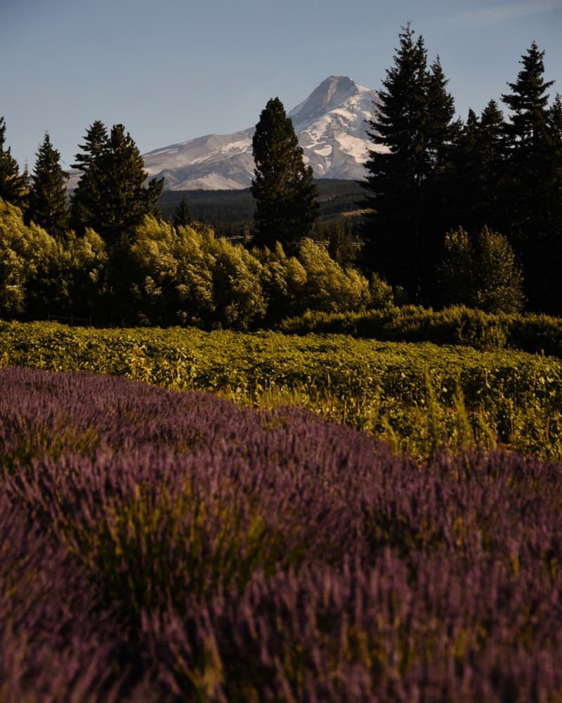 Lavender Field Mountain View by Del Mundo Imagery — canvas wall art