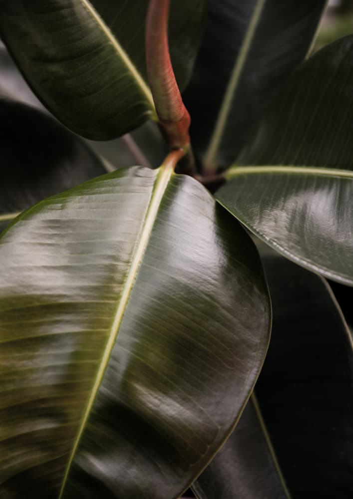Glossy Leaf Elegance by Shot by Clint — canvas wall art