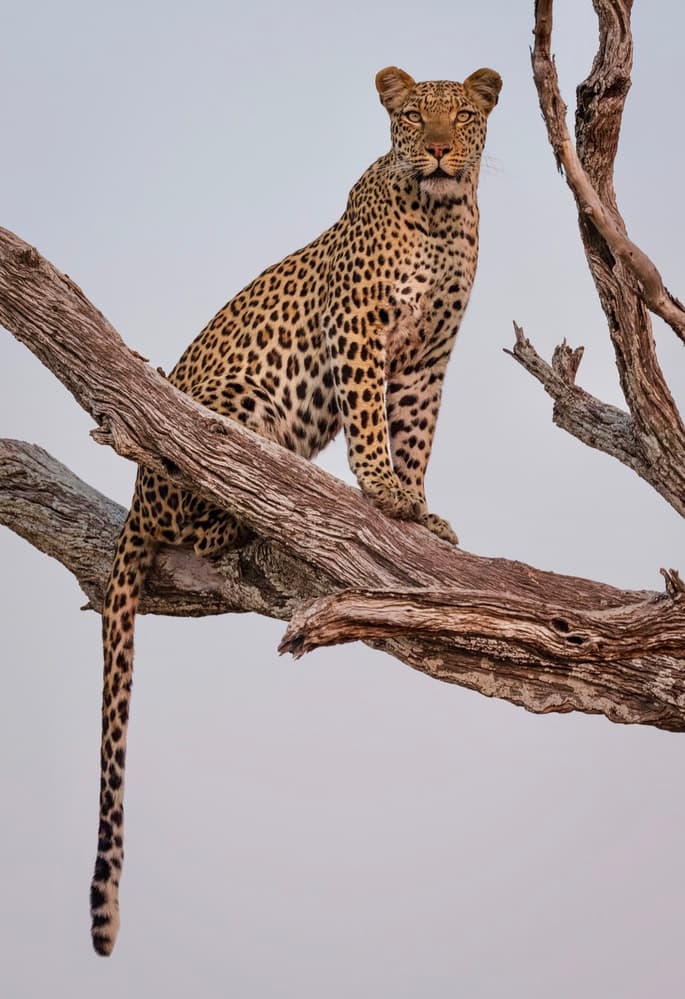 Majestic Leopard Perched by Rob Darby — canvas wall art