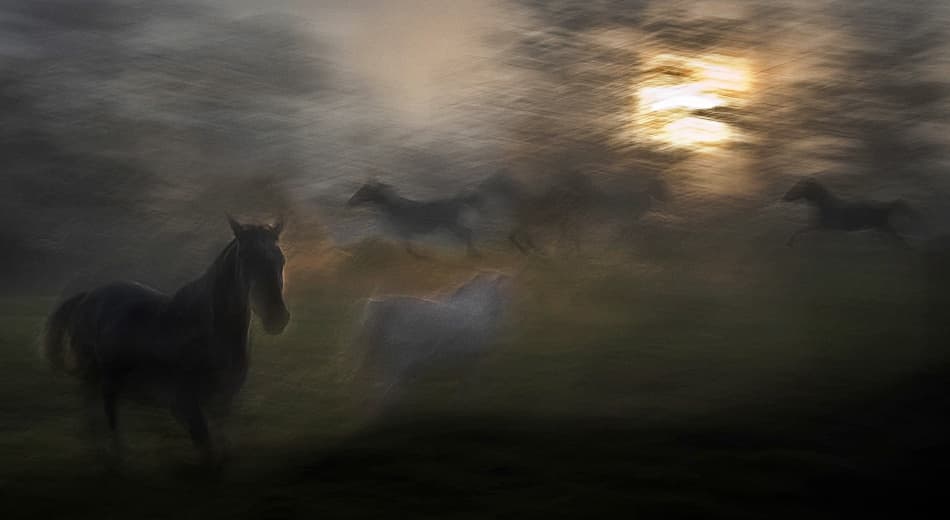 Dreaming Horses in Mist by Milan Malovrh — canvas wall art