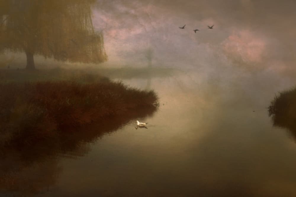 Misty Lake Swan by Robert Fabrowski — canvas wall art