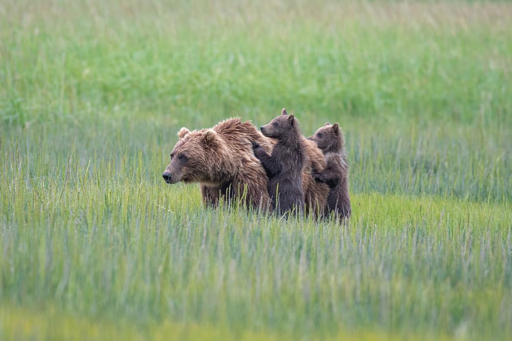 Mother Bear And Cubs by Jeffrey C. Sink — canvas wall art