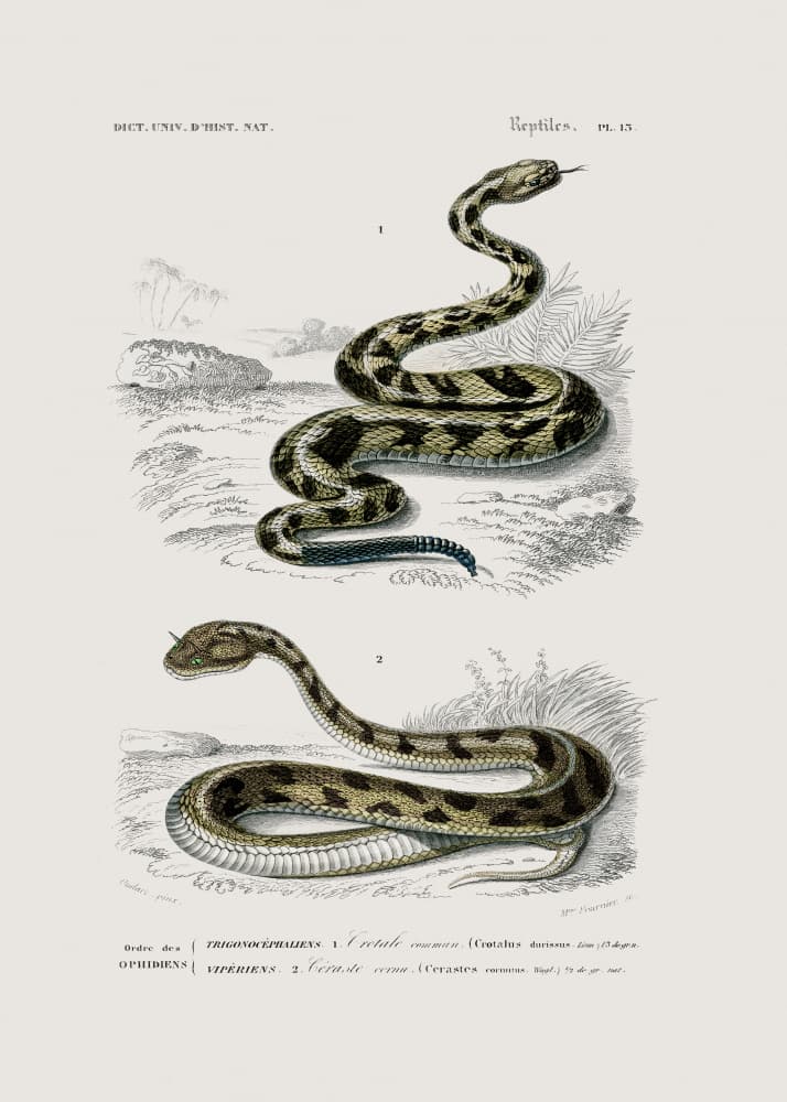 Rattlesnake and Saharan Horned Viper by Pictufy Studio — canvas wall art