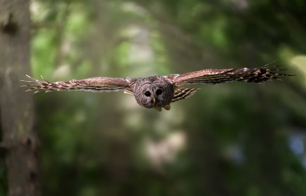 Barred Owl in Flight by Tao Huang — canvas wall art