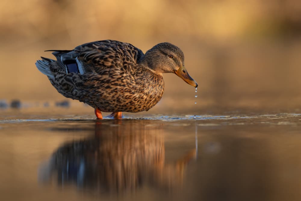 Golden Hour Mallard by Nina Pauli — canvas wall art