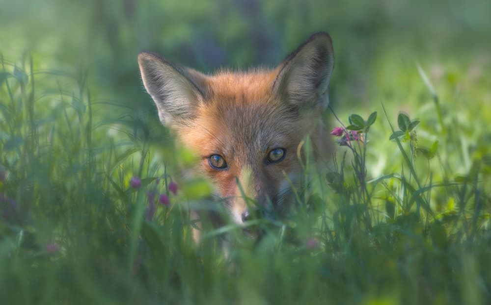 Curious Fox Peeking by Larry Deng APA — canvas wall art