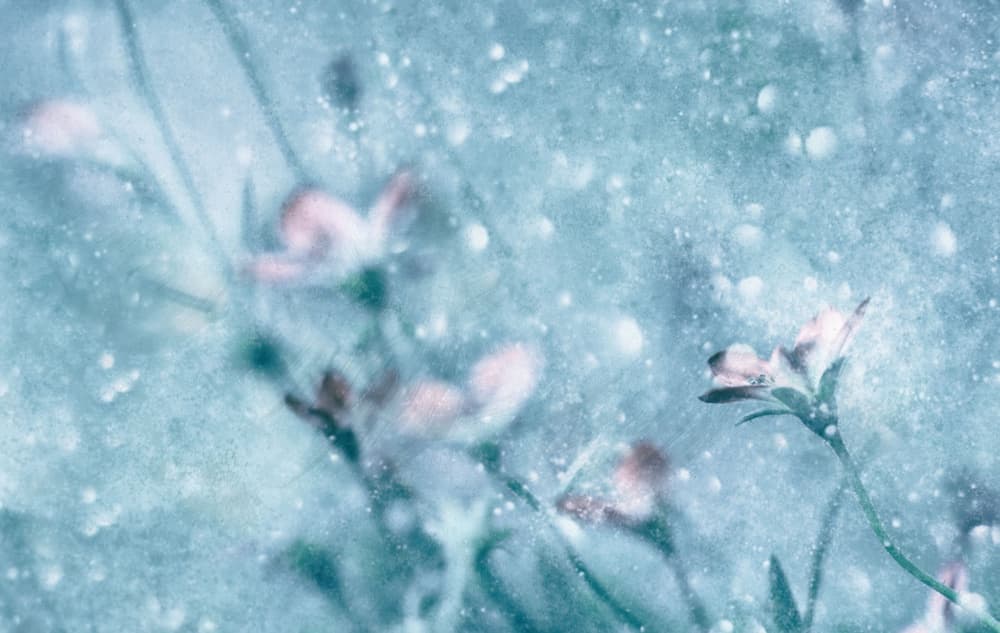 Dreamy Blue Flowers by Delphine Devos — canvas wall art
