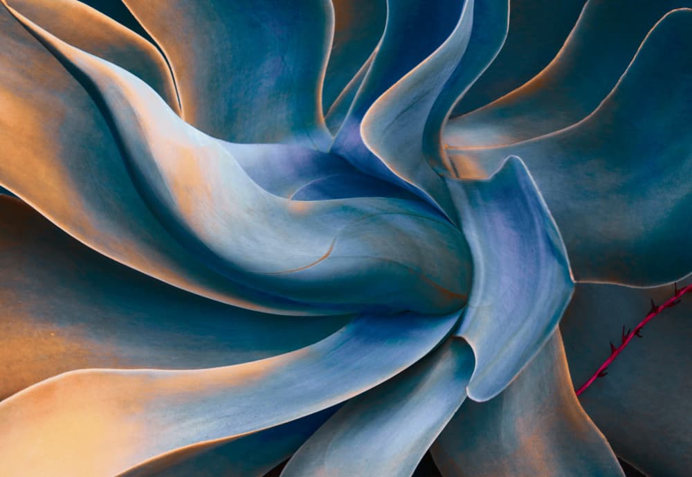 Agave Curves Teal Orange by Robin Wechsler — canvas wall art