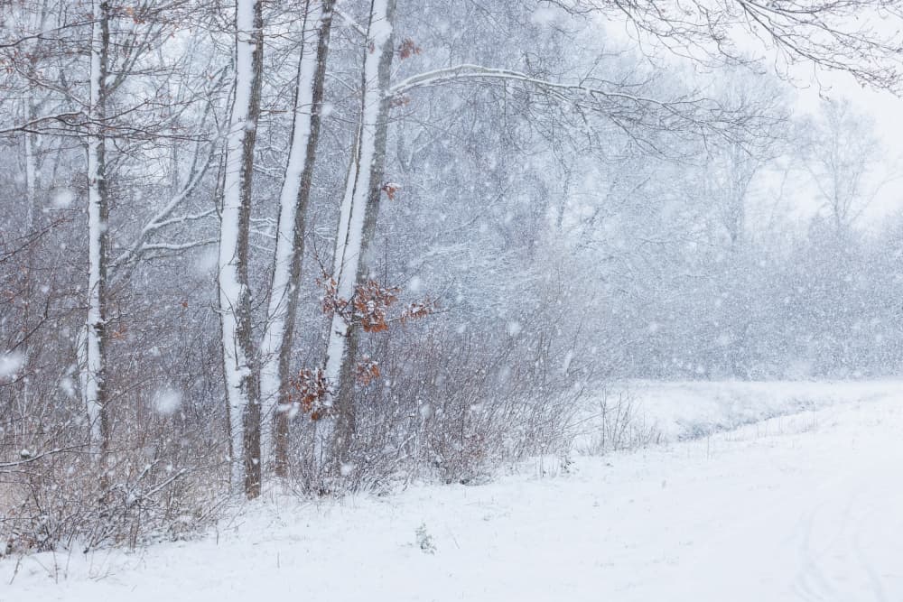 Cold winter morning by Nel Talen — canvas wall art