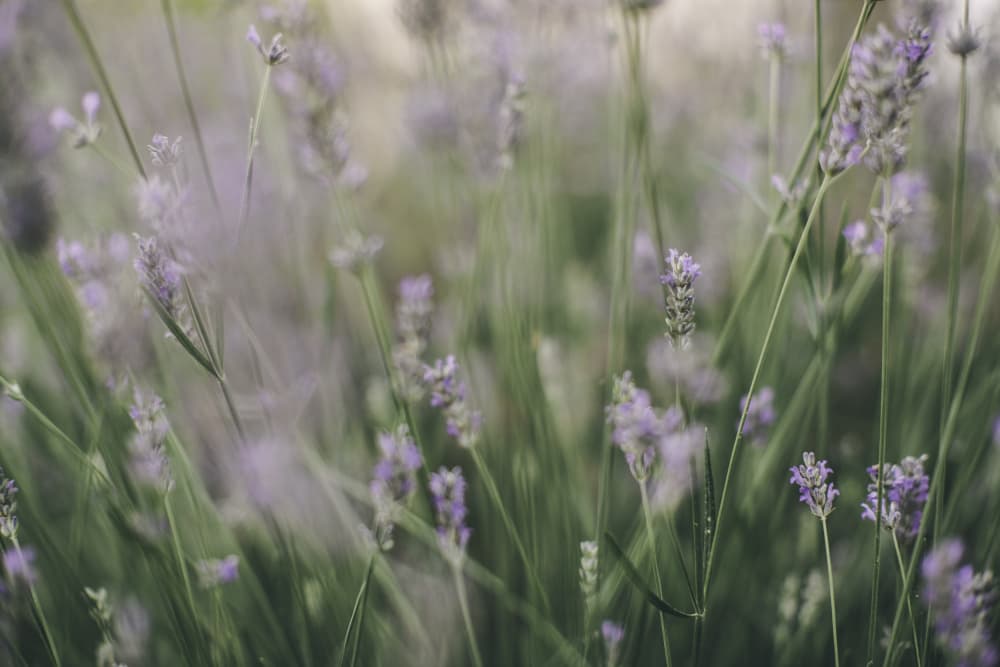 Soft Lavender Field by Javier Pardina — canvas wall art
