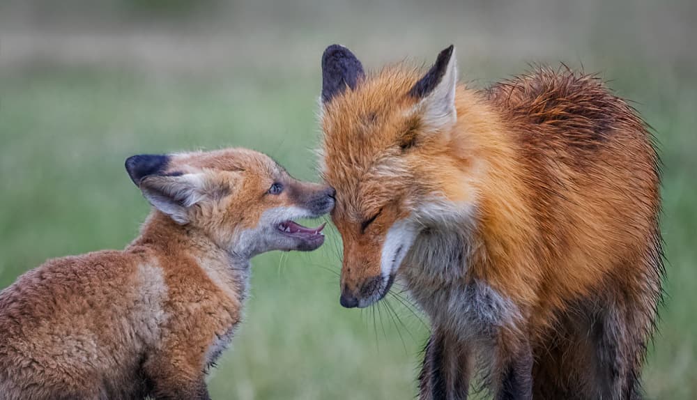 Loving Fox Nuzzle by Molly Fu APA — canvas wall art