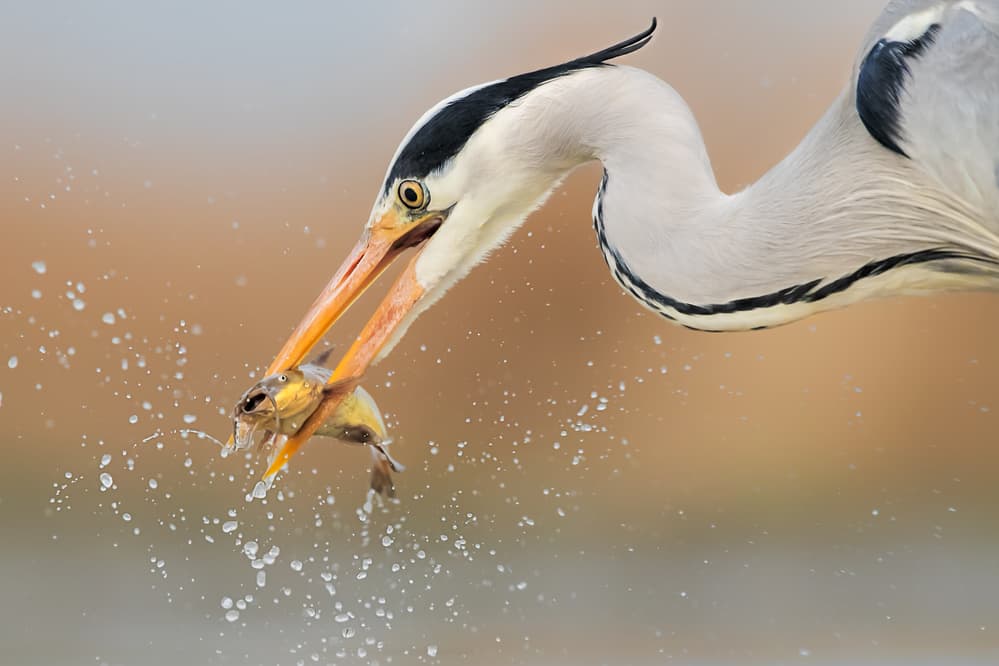 Heron Catches A Fish by Jun Zuo — canvas wall art