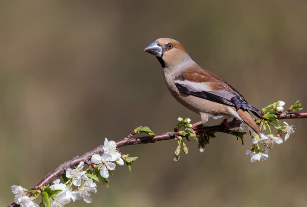 Hawfinch in Bloom by Paolo Bolla — canvas wall art