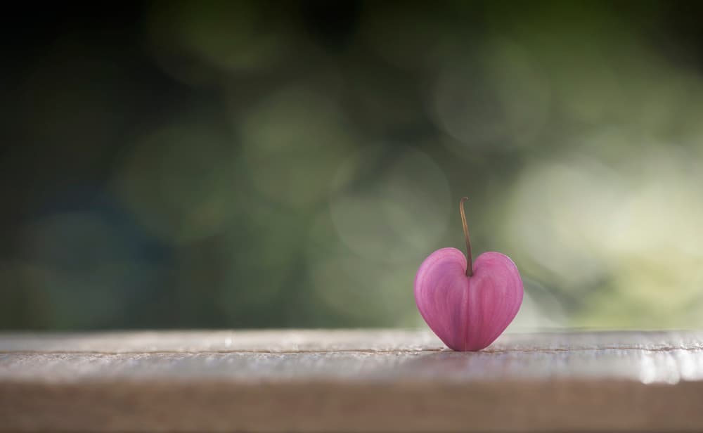Pink Heart Blossom by Lotte Grønkjær — canvas wall art