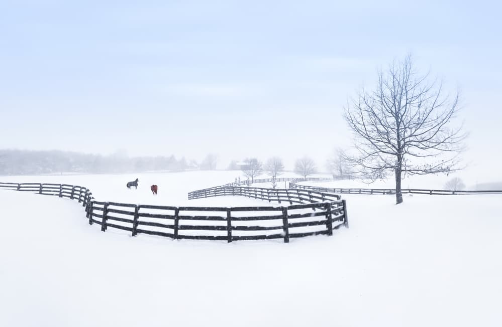 Horses in Snowy Pasture by Larry Deng APA — canvas wall art