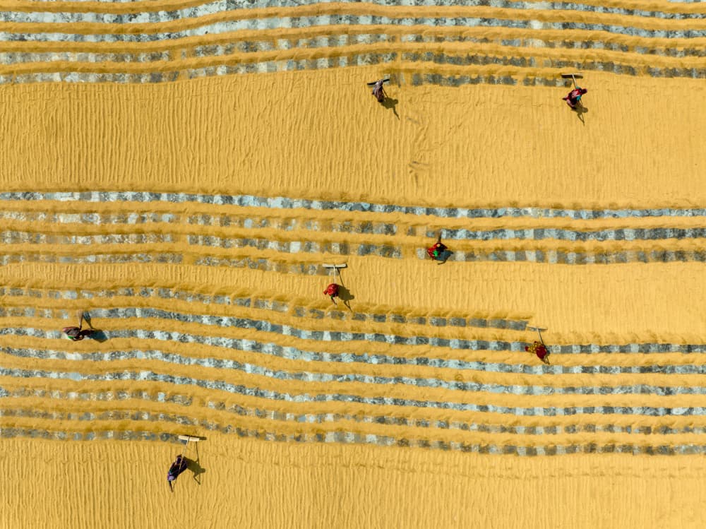 Golden Grain Harvest by Azim Khan Ronnie — canvas wall art