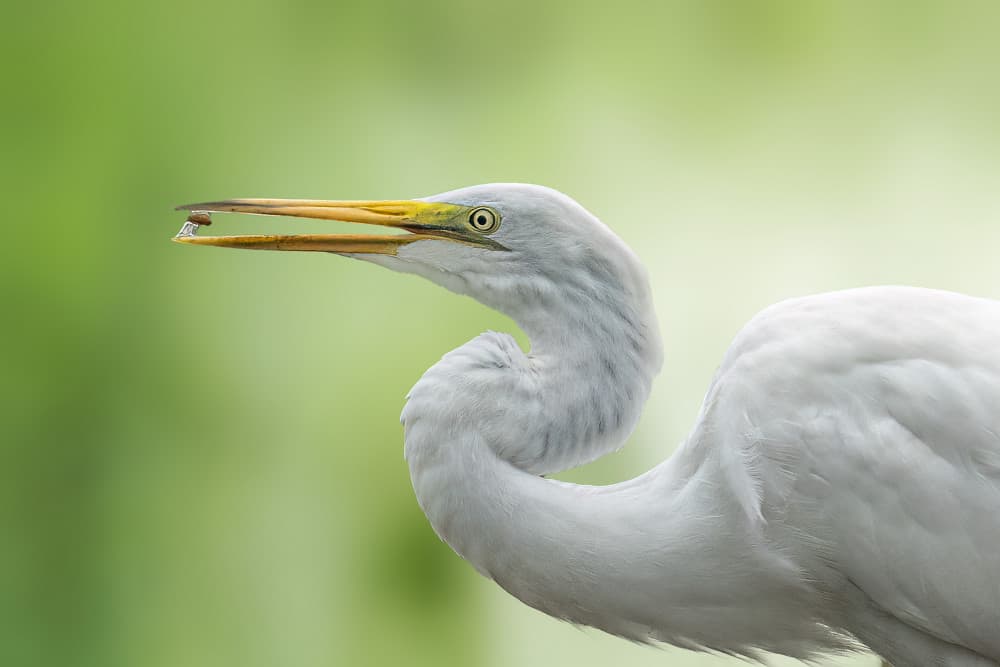Egret Catches Fish by Robert Zhang — canvas wall art