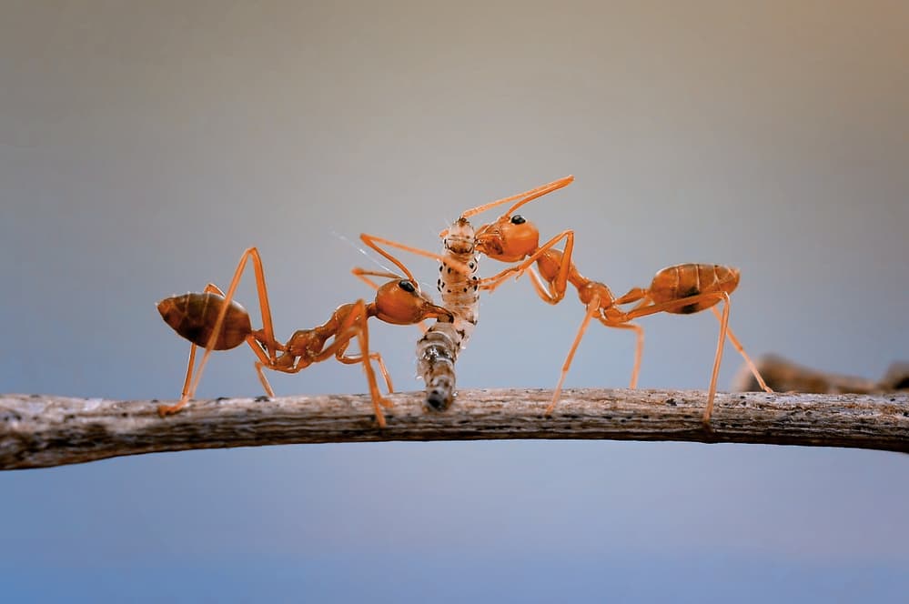 Weaver Ant Teamwork by Edy Pamungkas — canvas wall art