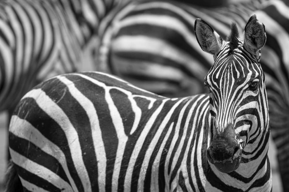 Striking Zebra Portrait by Alessandro Catta — canvas wall art