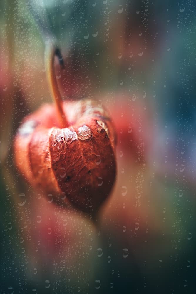 Chinese Lantern Raindrops by Ulrike Eisenmann — canvas wall art