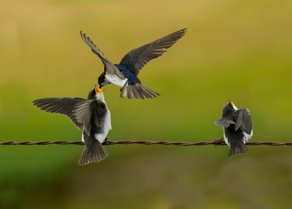 Swallow Feeds Young by Moses Wang — canvas wall art