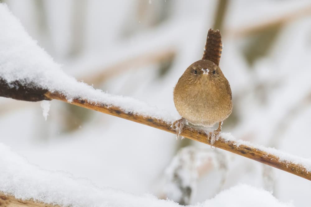 Wren in Winter Snow by Dmitry Doronin — canvas wall art