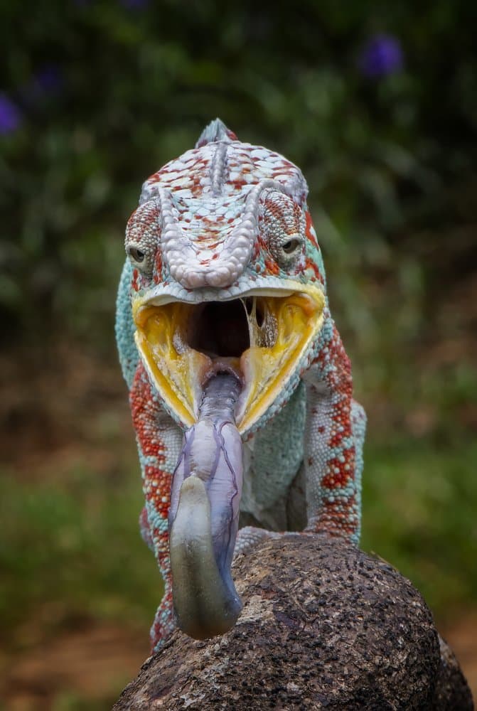 Chameleon Tongue Action by Mieke Suharini — canvas wall art