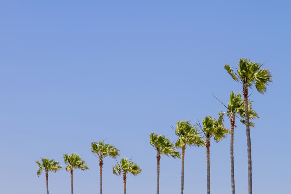 Tropical Palms Blue Sky by Melanie Viola — canvas wall art