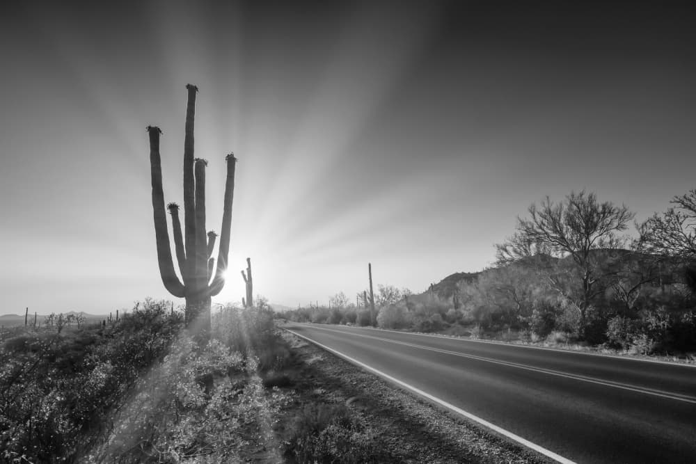 Saguaro Desert Sun Road by Melanie Viola — canvas wall art