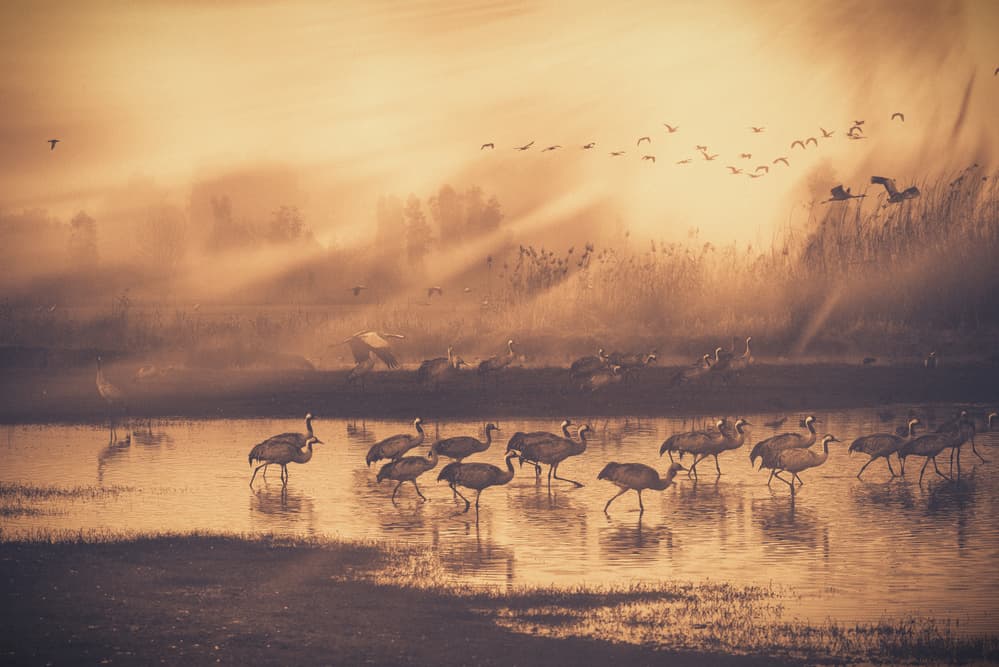Golden Hour Cranes by Keren Or — canvas wall art