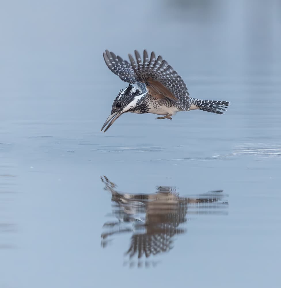 Graceful Kingfisher Dive by Judy Tseng — canvas wall art