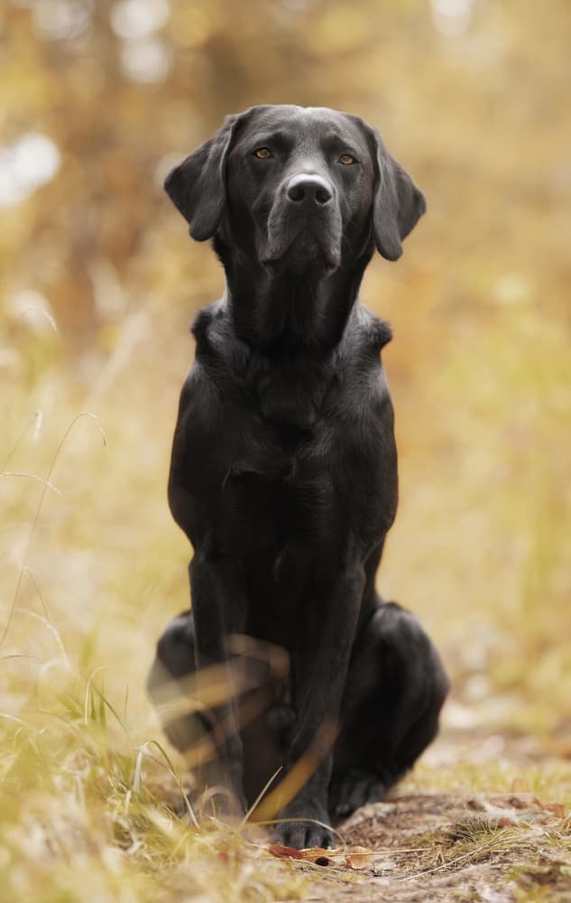 Attentive Black Labrador by Norbert Maier — canvas wall art