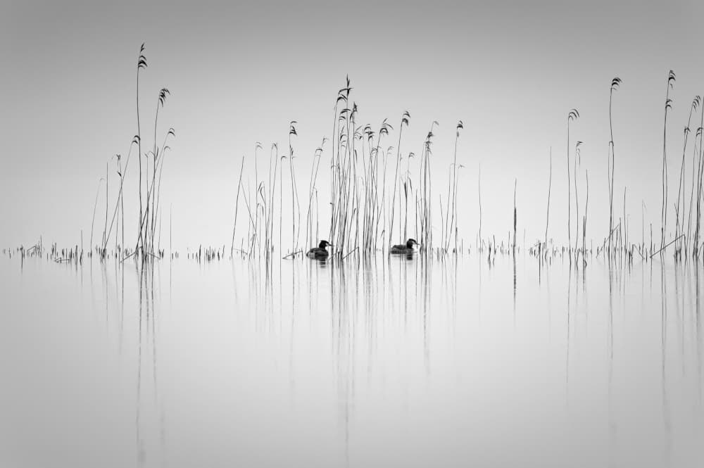 Quiet Ducks Among Reeds by Benny Pettersson — canvas wall art