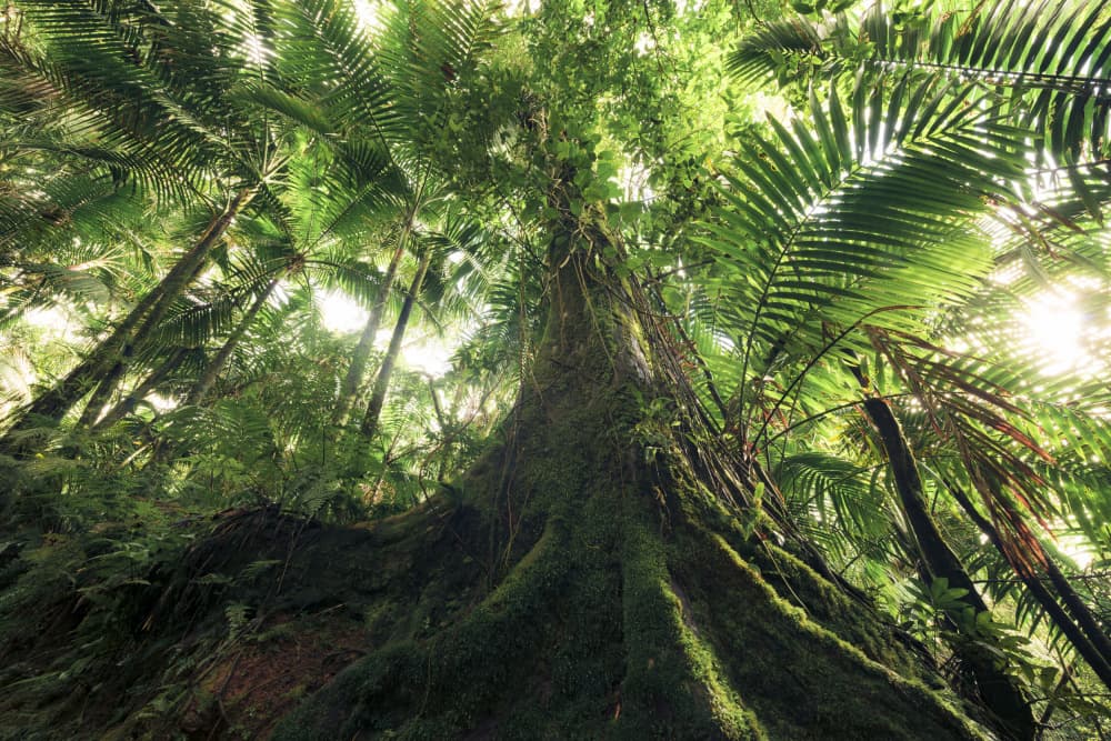 Walking in the Jungle by Stefan Hefele — canvas wall art