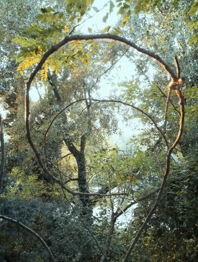 Nature's Woven Arch by Angelo Cerantola — canvas wall art