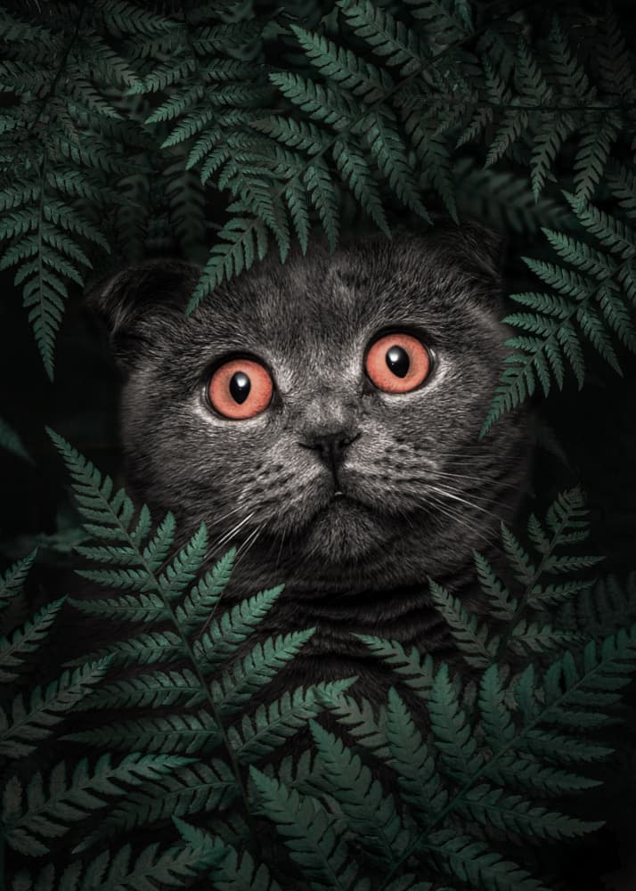 Wide Eyed Jungle Cat by Ariz Rab — canvas wall art