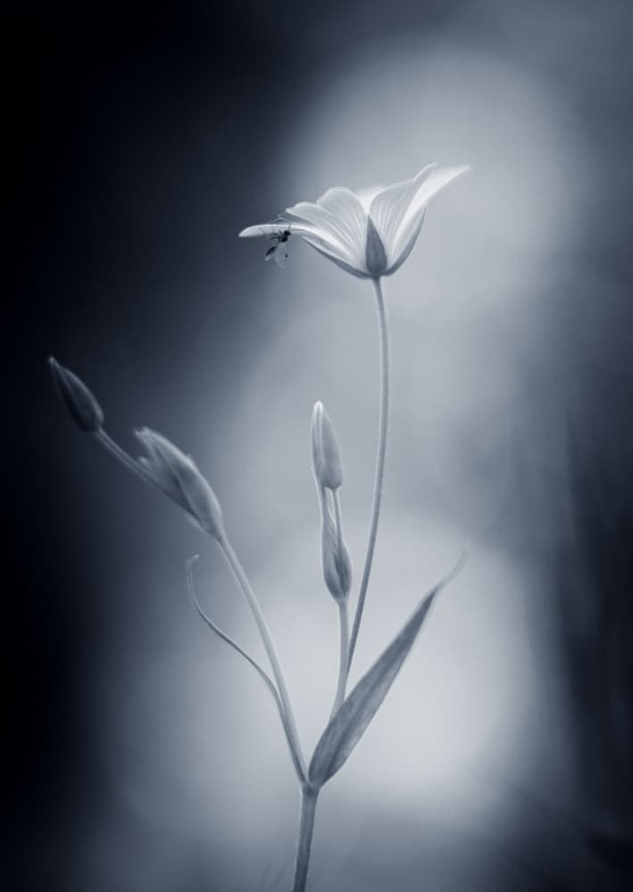Subtle Botanical Beauty by Penny Myles — canvas wall art