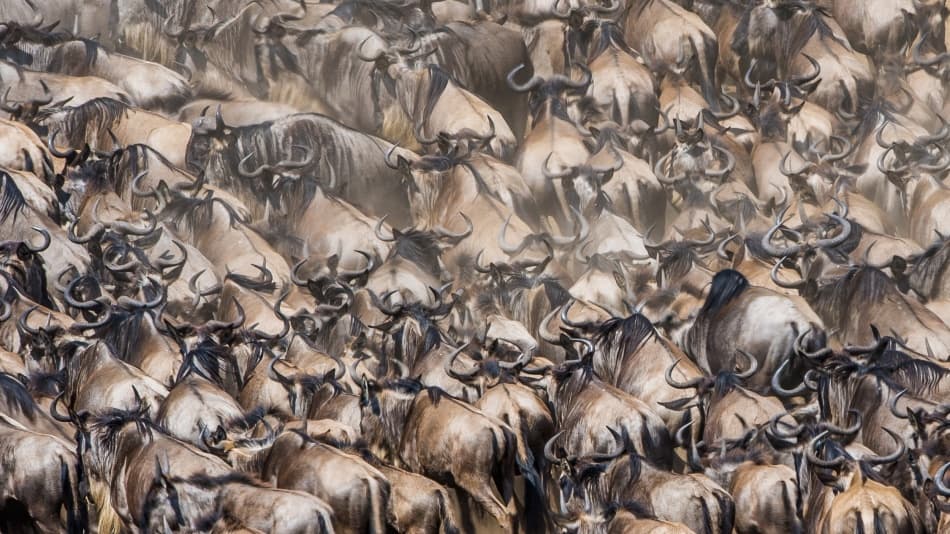 Wildebeest Great Migration by Mohammed Alnaser — canvas wall art