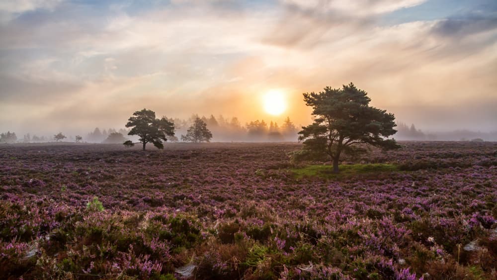 Misty Heather Sunrise by Leif Løndal — canvas wall art