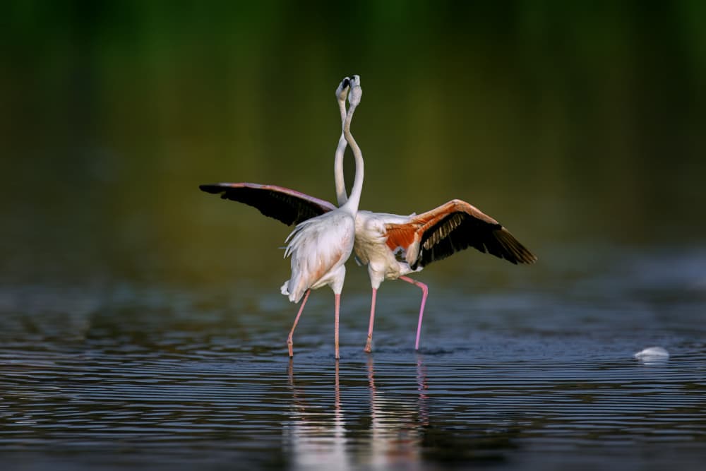 Flamingo Love Dance by Mallal Moshe — canvas wall art