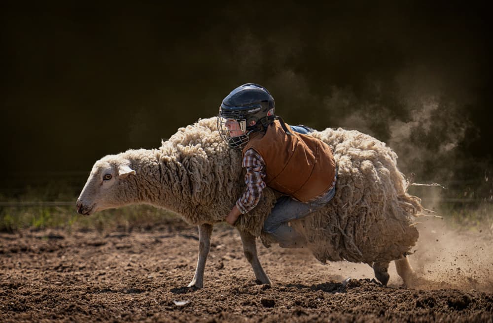 Mutton Busting Action by Lydia Jacobs — canvas wall art