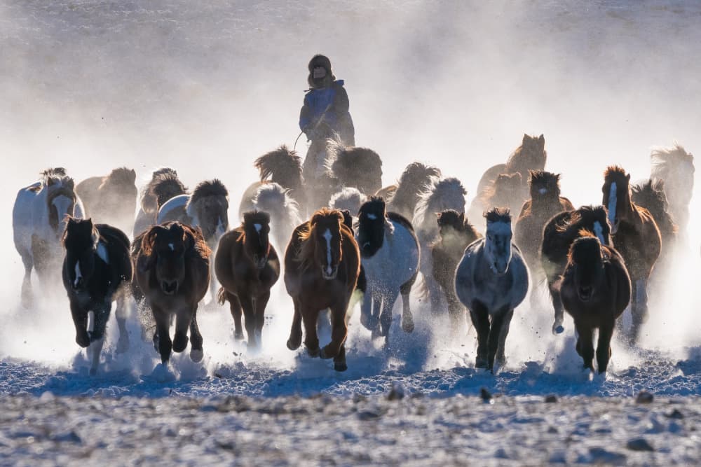 Galloping Horses Winter Snow by Songlin Xu — canvas wall art